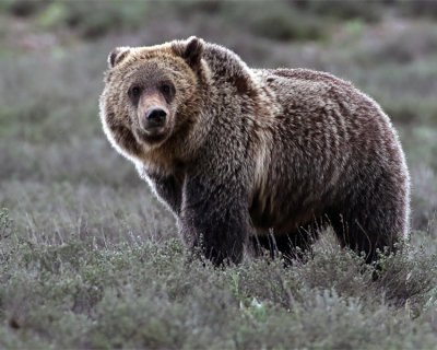 Grizzly Stare.jpg