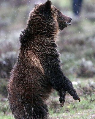 Standing Grizzly.jpg