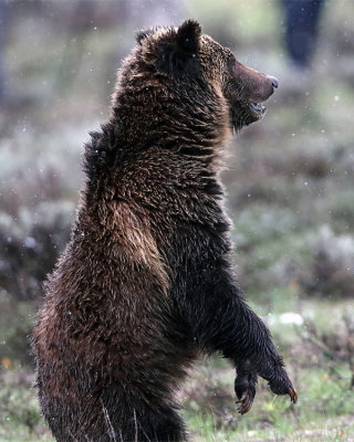 Standing Bear.jpg