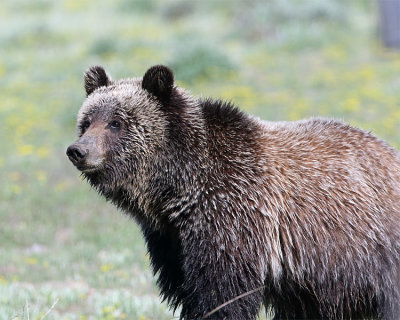 Grizzly profile in a field of flowers.jpg