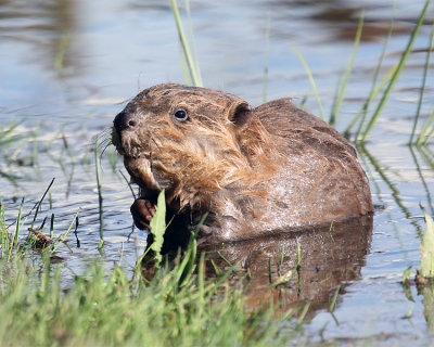 Baby Beaver in the Shallows.jpg