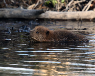 Beaver Baby.jpg
