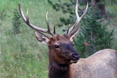Elk Bull Closeup.jpg