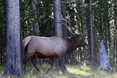 Elk Bull in the trees.jpg