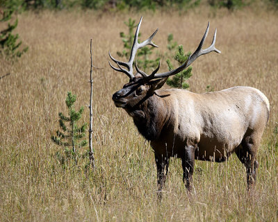 Elk Bull near Lake.jpg