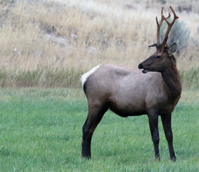 Elk near Mammoth.jpg