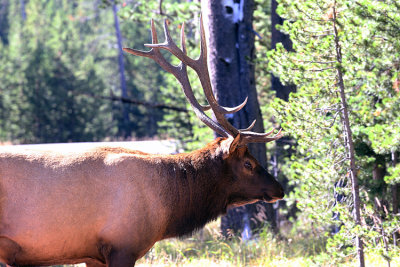 Elk Profile.jpg