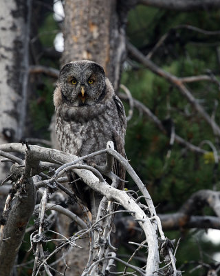 Great Grey Owl Calling.jpg