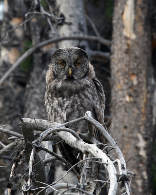 Great Grey Owl in the Pelican Valley.jpg