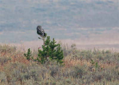 Great Grey Owl on a Snag.jpg