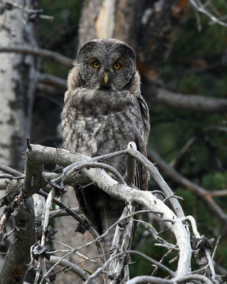 Great Grey Owl on the Pelican Valley Trail.jpg