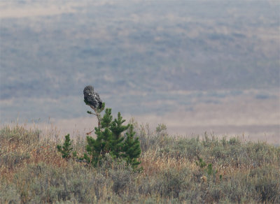 Great Grey Owl Perched in the Field.jpg