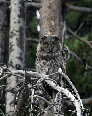 Great Grey Owl Perched in the Pelican Valley.jpg