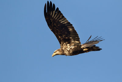 Juvenile Bald Eagle in the Lamar.jpg