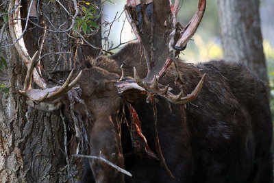 Bull Moose Scraping off velvet.jpg