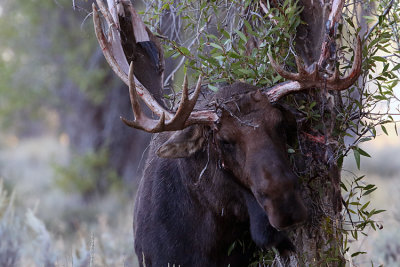 Bull Moose Tree Hugger.jpg