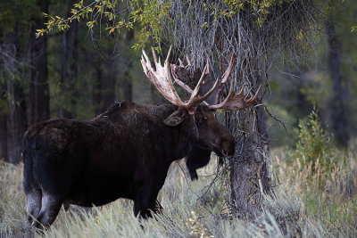 Bull Moose.jpg