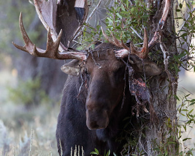 Moose Bull Losing his Velvet.jpg