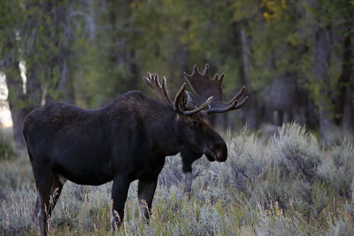 Moose Bull.jpg