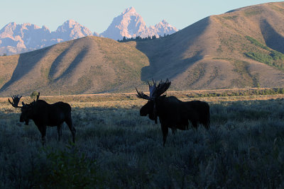 Moose by the Mountains.jpg