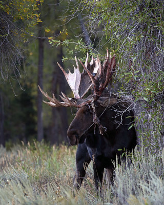 Moose by the Tree.jpg