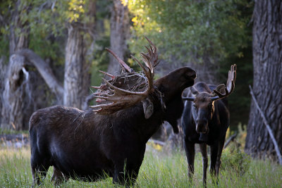 Moose Head Up in Gros Ventre.jpg