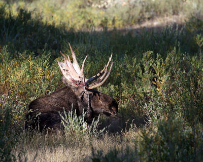 Moose in the Tall Grass.jpg