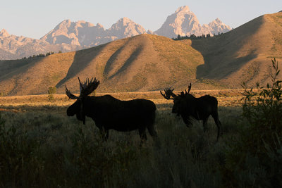 Moose in the Tetons.jpg