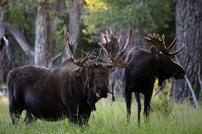 Two Moose.jpg
