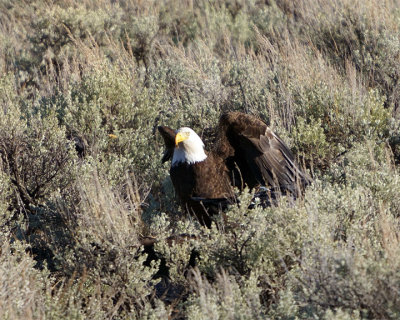 Bald Eagle in the Sage.jpg