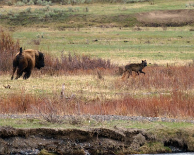 Bison Chasing a Wolf.jpg