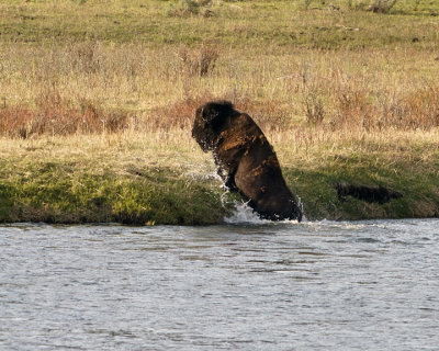 Bison Going Up the Bank.jpg