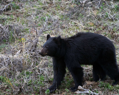 Black Bear at Phantom Lake on the hill.jpg