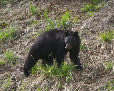 Black Bear at Phantom Lake.jpg