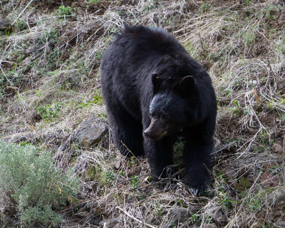 Black Bear on the Hill.jpg