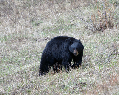 Black Bear on the Hillside.jpg