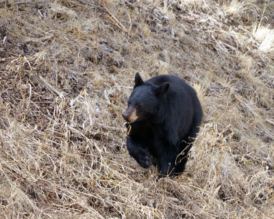 Black Bear with a Mouthful.jpg