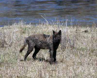 Black Wolf at Slough Creek.jpg
