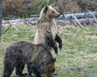 Blond Grizzly Cub Standing.jpg
