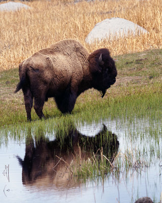 Buffalo Reflection.jpg