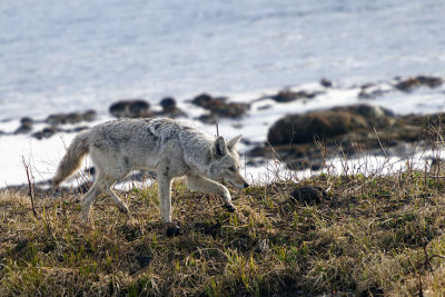 Coyote by the River.jpg