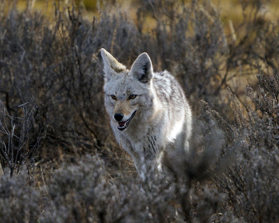 Coyote Closeup.jpg