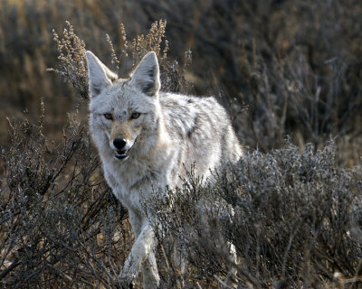 Coyote Coming Through the Sage.jpg