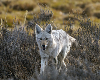 Coyote in the Sage.jpg