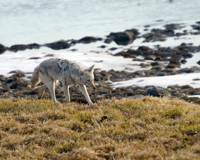 Coyote on the banks.jpg