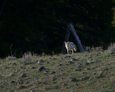 Coyote on the Hill.jpg