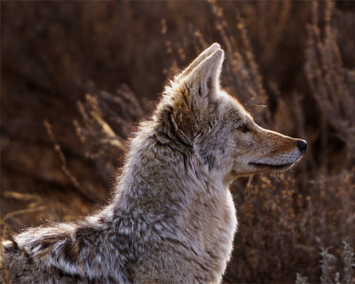 Coyote Profile in the Hayden.jpg