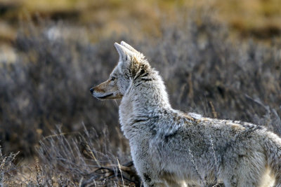 Coyote Profile.jpg