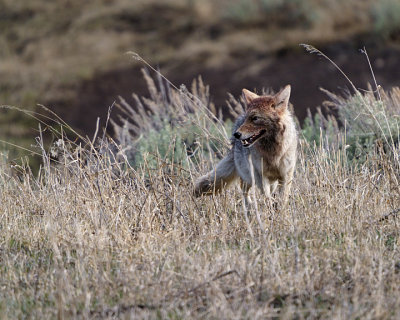 Coyote with a bloody face at Dorothy.jpg