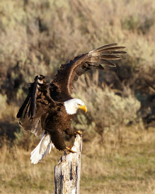 Eagle Landing.jpg